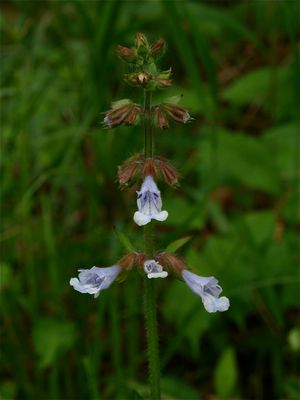 Salvia lyrata (Lyre-Leaved Sage)