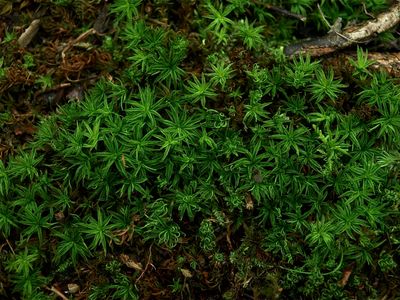 Atrichum angustatum (Slender Starburst Moss)