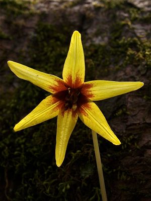 Erythronium americanum (Yellow Trout-Lily) - Red Center