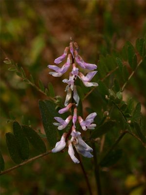 Vicia caroliniana (Carolina Vetch)