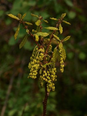 Quercus prinoides (Dwarf Oak)