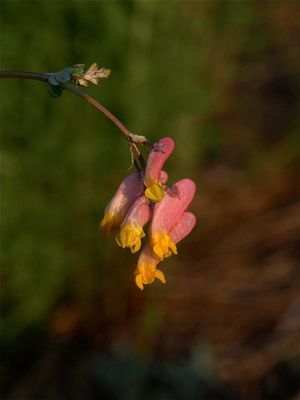 Capnoides sempervirens (Rock Harlequin)