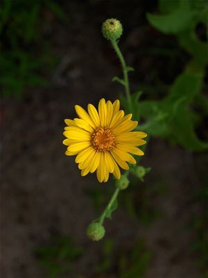 Heterotheca subaxillaris (Camphorweed)