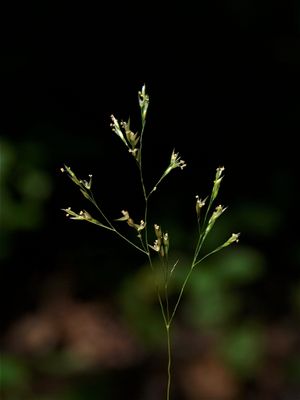 Agrostis perennans (Upland Bent Grass)