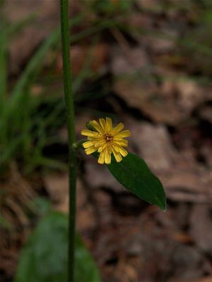 Hieracium gronovii (Hairy Hawkweed)