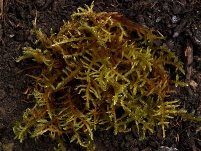 Callicladium holdanianum (Sword Moss)