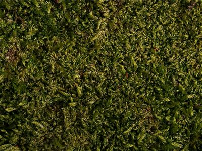 Bryhnia novae-angliae (Bonsai Moss)