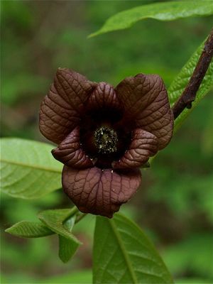 Asimina triloba (Pawpaw)