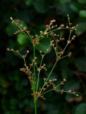 Juncus brachycephalus (Small-Headed Rush)