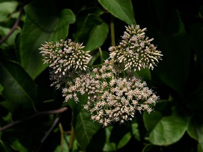 Mikania scandens (Climbing Hempweed)