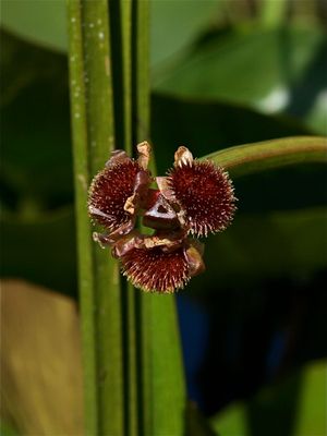 Sagittaria species (Arrowhead)