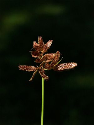 Cyperus diandrus (Umbrella Flat Sedge)