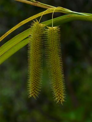 Carex pseudocyperus (Cyperus-Like Sedge)