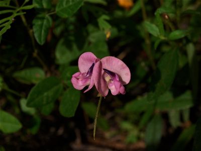 Strophostyles umbellata (Pink Wild Bean)