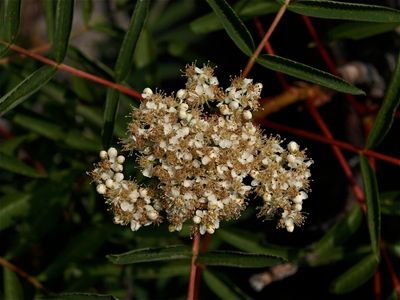 Sorbus americana (American Mountain-Ash)