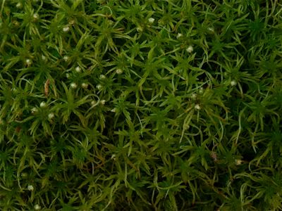 Sphagnum fimbriatum (Fringed Peat Moss)