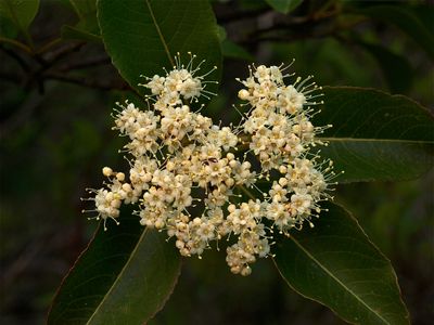 Viburnum nudum (Wild Raisin)
