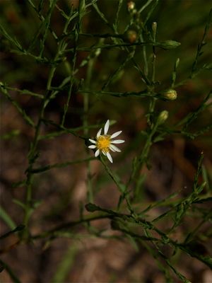 Symphyotrichum depauperatum (Serpentine Aster)