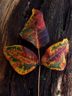 Toxicodendron radicans (Eastern Poison-Ivy)