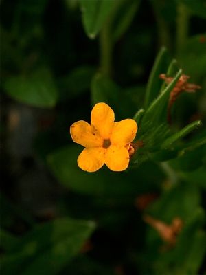 Lithospermum canescens (Hoary Puccoon)