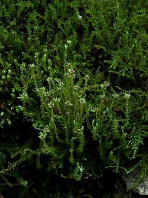 Philonotis fontana (Fountain Moss) - Antheridial Heads