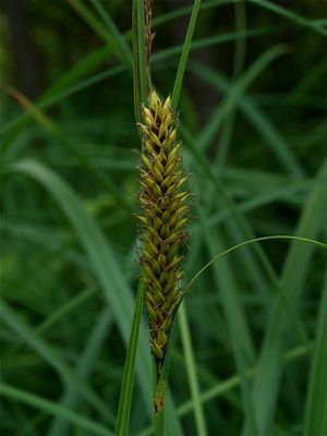 Carex lacustris (Lake Sedge)