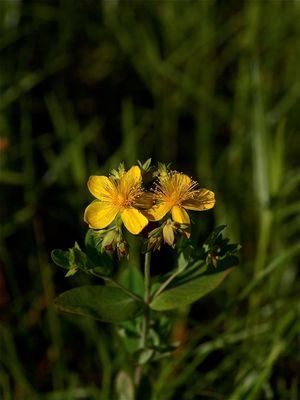 Hypericum ellipticum (Pale St. Johnswort)