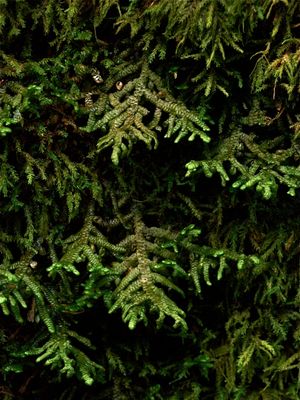 Porella platyphylla (Wall Scalewort)