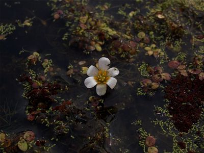 Cabomba caroliniana (Carolina Fanwort)