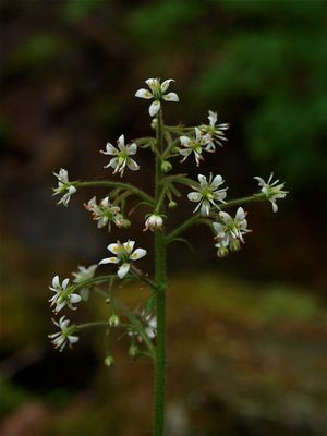 Micranthes micranthidifolia (Lettuce-Leaved Saxifrage)