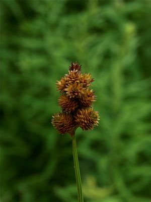 Carex cristatella (Crested Sedge)