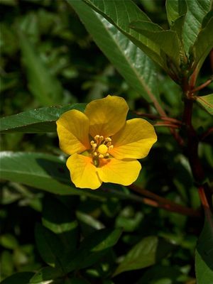 Ludwigia peploides (Primrose-Willow)