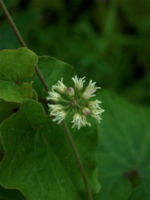 Cynanchum laeve (Honey-Vine)
