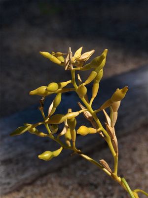 Cakile edentula (Sea-Rocket)