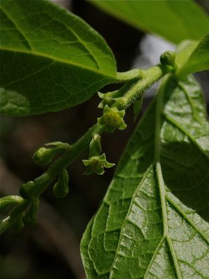 Pyrularia pubera (Buffalo Nut)