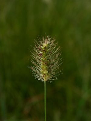 Setaria parviflora (Knotroot Foxtail)