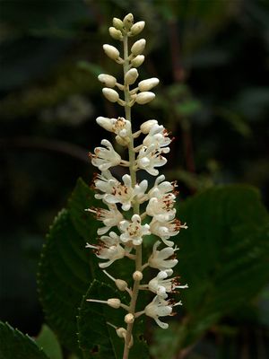 Clethra alnifolia (Costal Sweet Pepperbush)