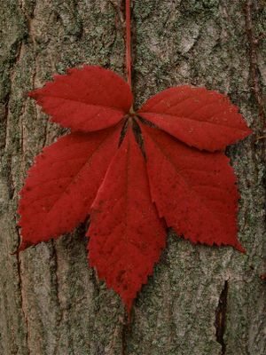 Parthenocissus quinquefolia (Virginia Creeper)