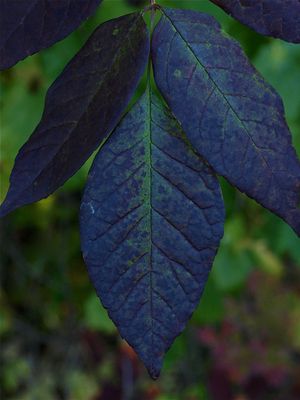 Fraxinus americana (White Ash)
