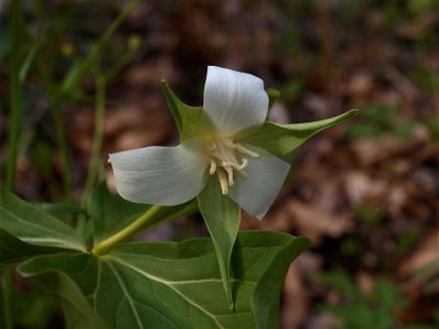 Trillium flexipes (Drooping Trillium)