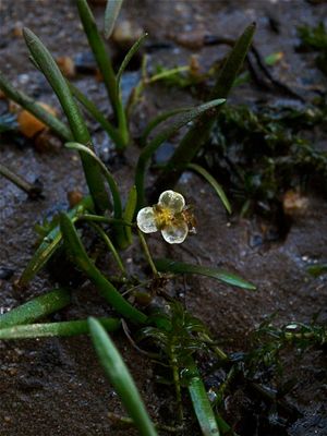 Sagittaria subulata (Narrow-Leaved Arrowhead)