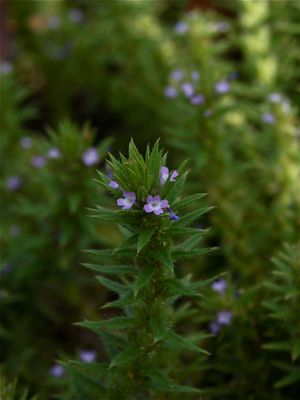 Verbena bracteata (Bracted Vervain)