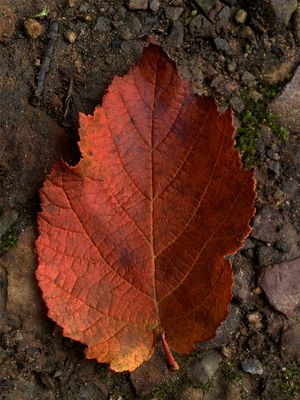 Corylus americana (American Hazelnut)