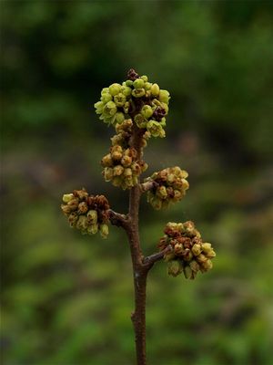 Rhus aromatica (Fragrant Sumac)