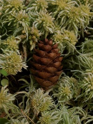 Picea nigra (Black Spruce)