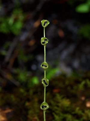 Mitella diphylla (Two-Leaved Miterwort)