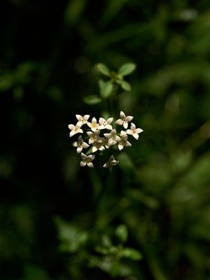 Galium obtusum (Blunt-Leaved Bedstraw)