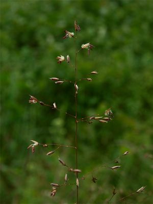 Sporobolus heterolepis (Prairie Dropseed)