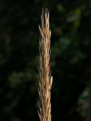 Leymus mollis (Dune Grass)