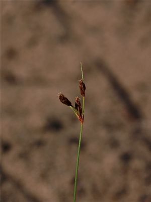 Bulbostylis capillaris (Tufted Hair Sedge)